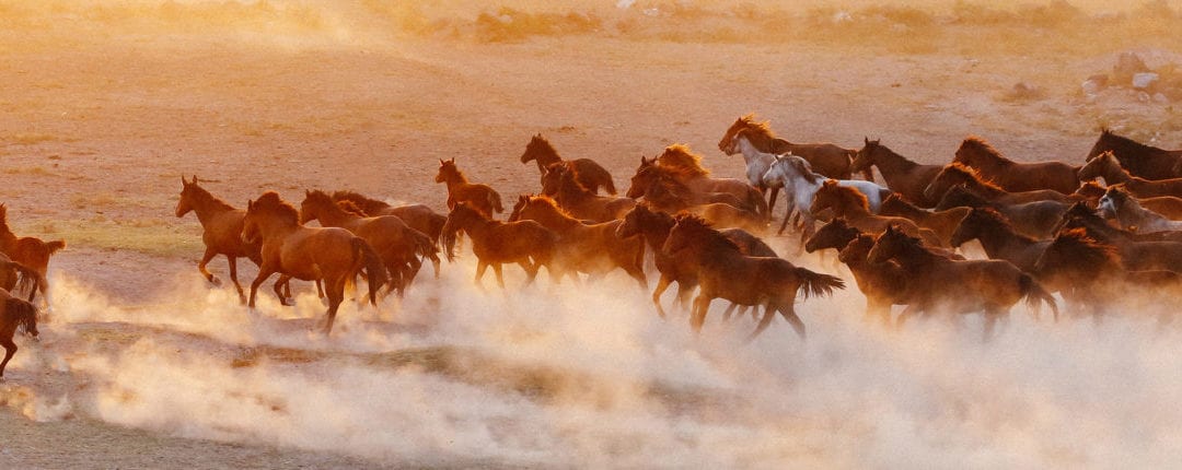 Reining in the BLM’s wild horse crisis